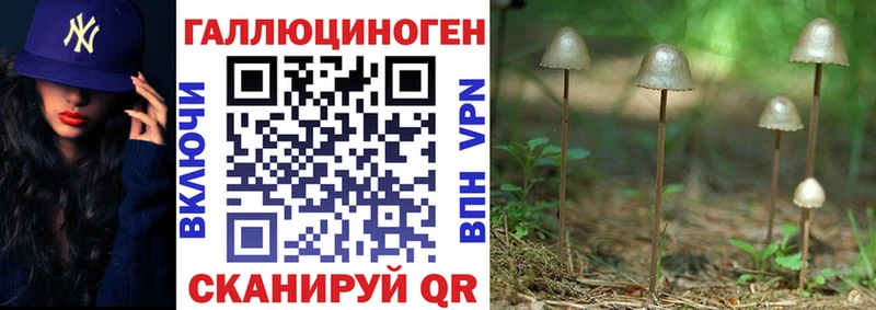 Галлюциногенные грибы Psilocybine cubensis  Камбарка 